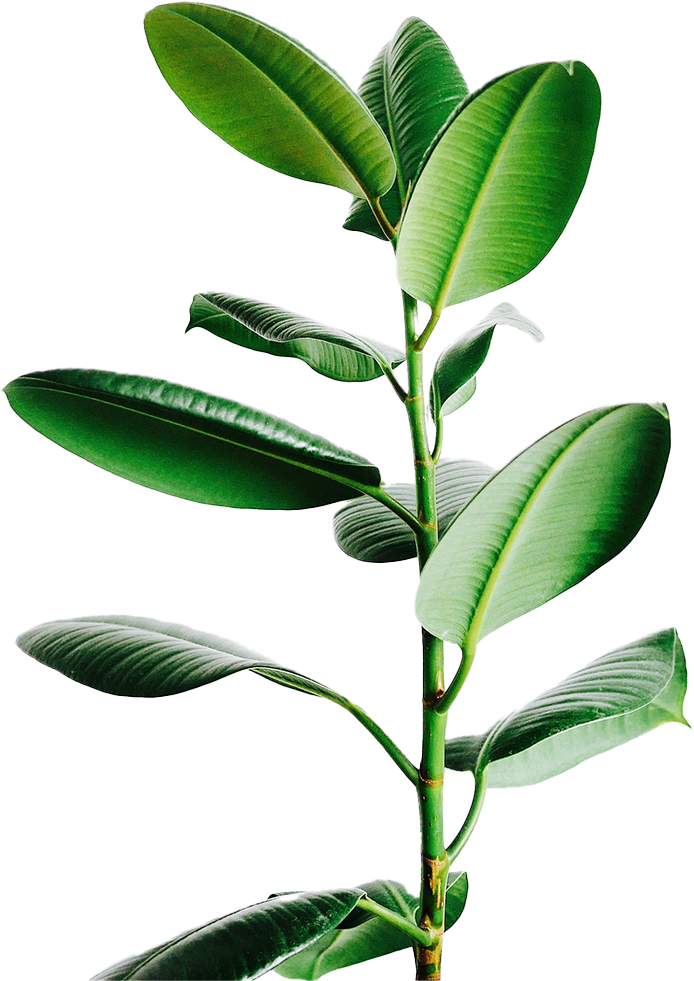 Plant
