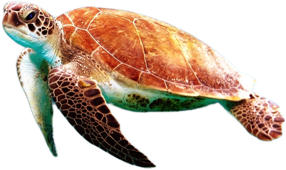 Turtle